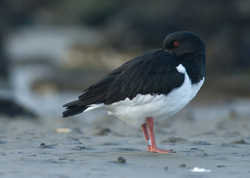 Oystercatcher - Haematopus ostralegus