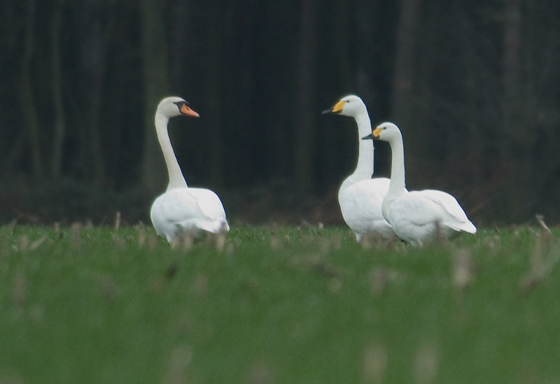 Bewicks, Whooper and Mute Swan - Cygnus bewickii - cygnus and olor - Brecht, 28/01/2007