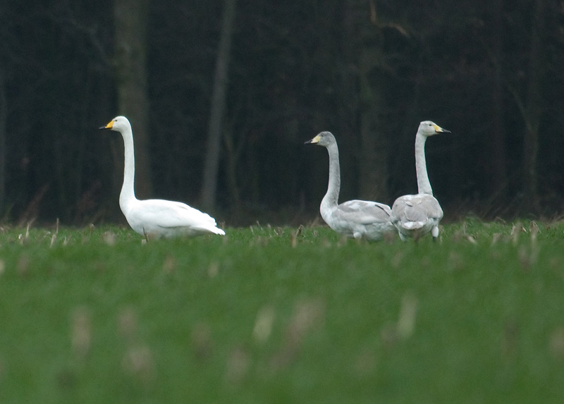Whooper Swan - Cygnus cygnus - Brecht, 28/01/2007