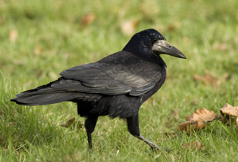 Rook - Corvus frugilegus