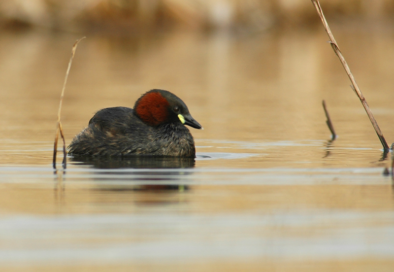 Little Grebe - Tachybaptus ruficollis