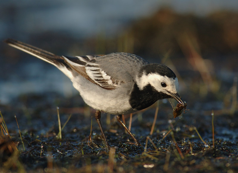 White wagtail - Motacilla alba alba