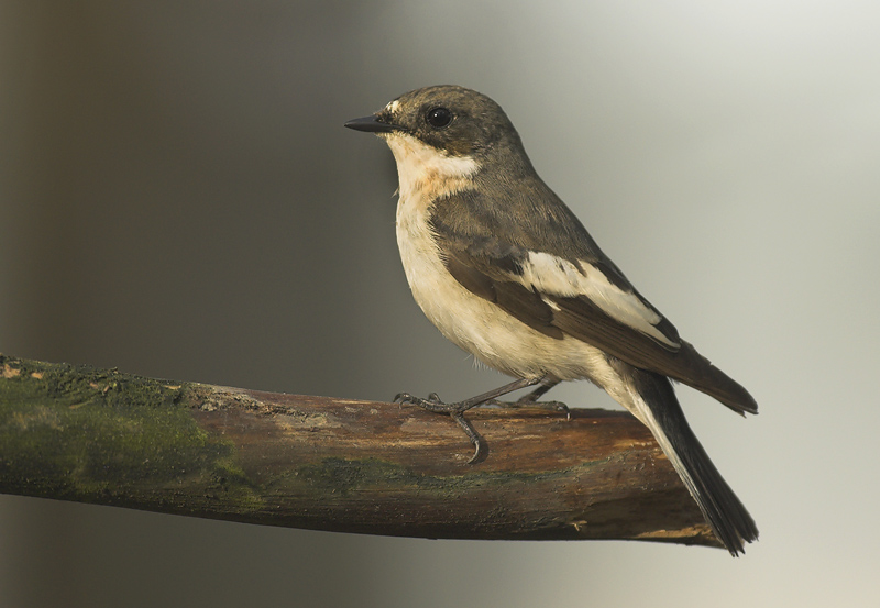 Pied Flycatcher male - Ficedula hypoleuca