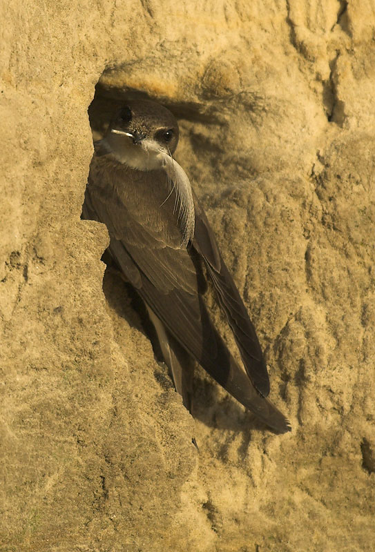 Sand martin - Riparia riparia