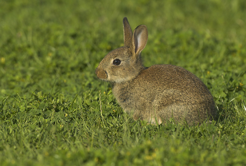 Rabbit - Lepus cunicula
