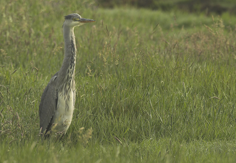 Grey Heron - Ardea cinerea