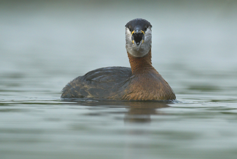 Red-necked grebe - Podiceps grisegena - Kruibeke, 16/06/07