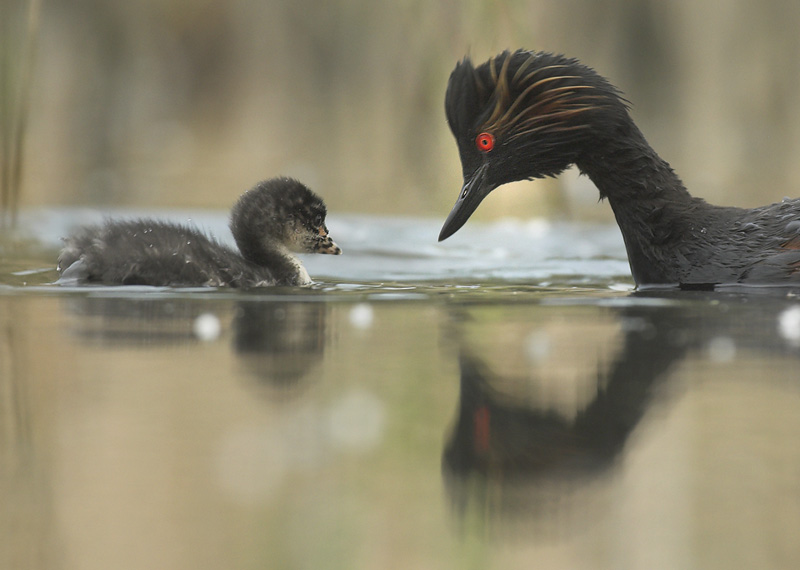 Black-necked grebe - Podiceps nigricollis