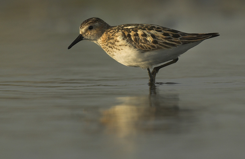 Little stint - Calidris minuta - Kallo, 21/07/07