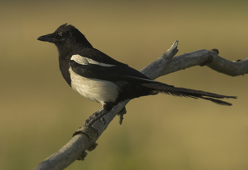 Magpie - Pica pica