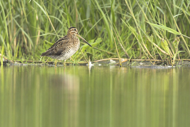 Snipe - Gallinago gallinago