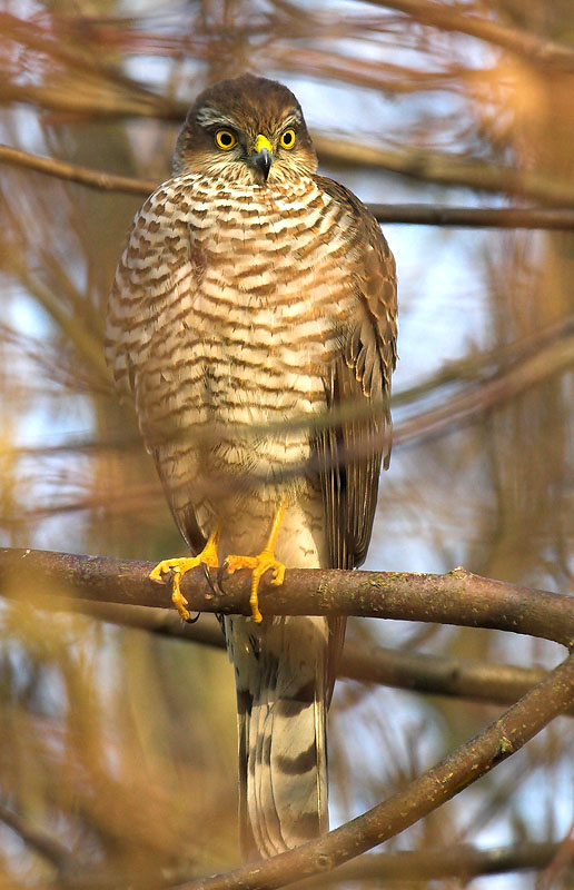 Sparrowhawk - Accipiter nisus