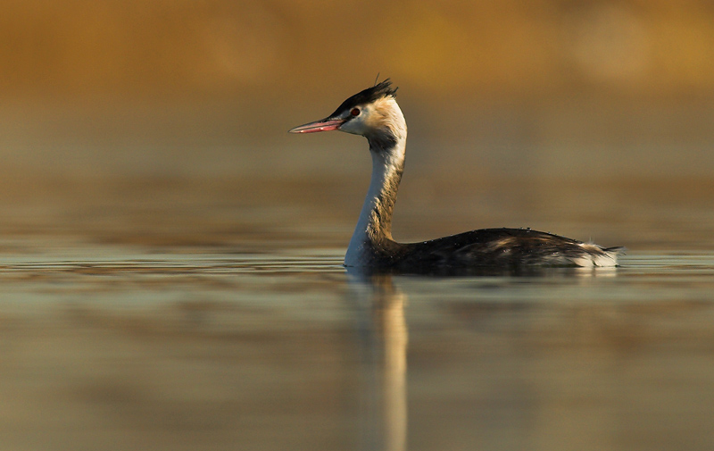 Great Crested Grebe - Podiceps cristatus