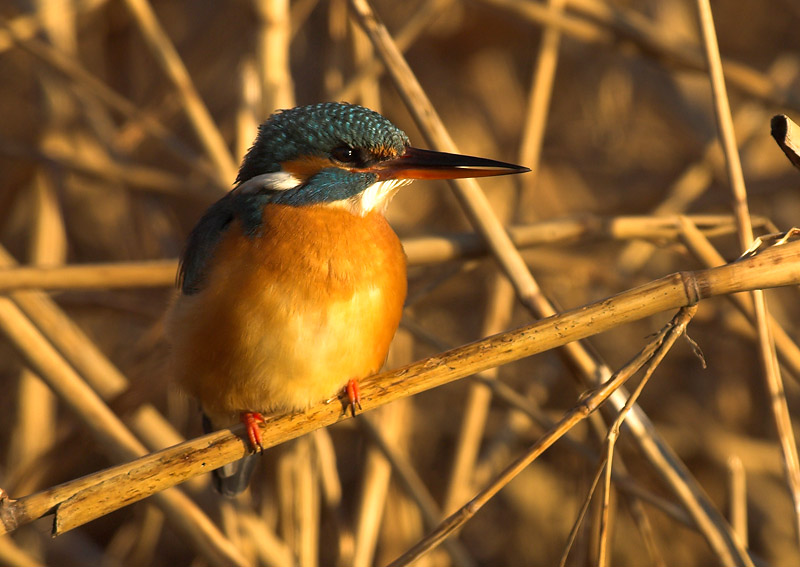 Kingfisher - Alcedo atthis