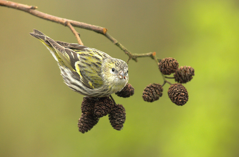 Siskin - Carduelis spinus