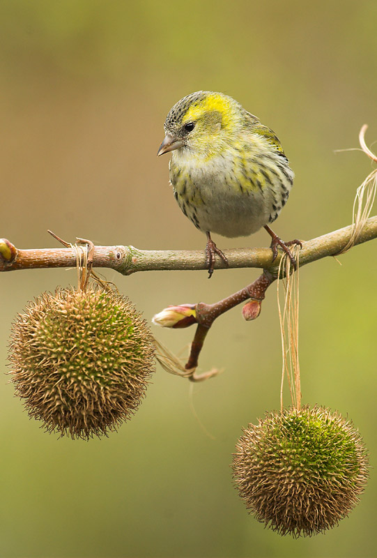 Siskin - Carduelis spinus