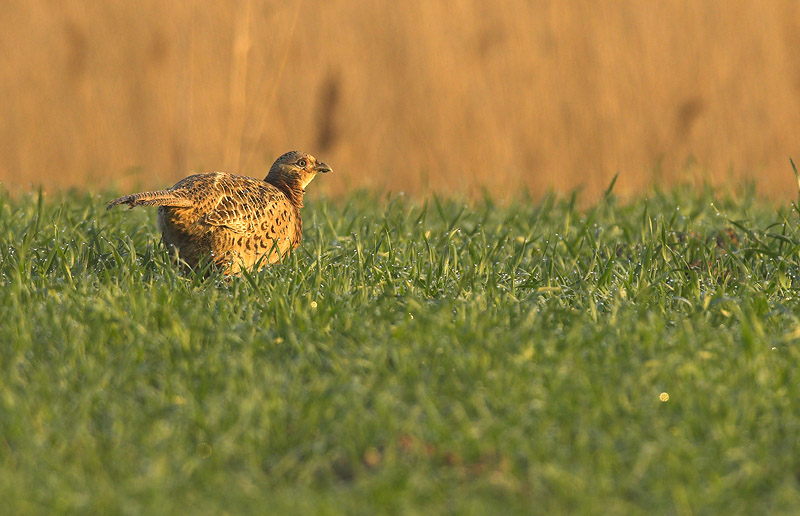 Pheasant - phasianus colchicus