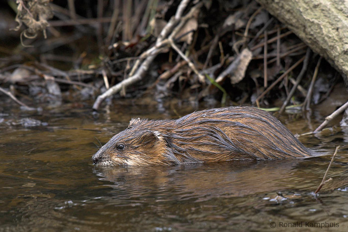 Muskrat - Muskusrat