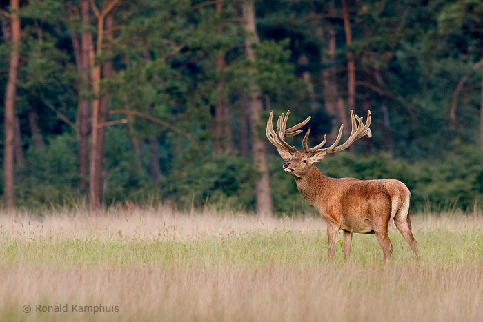 Red deer - Edelhert