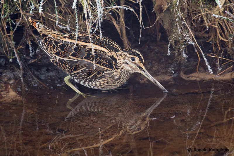 Common Snipe - Watersnip