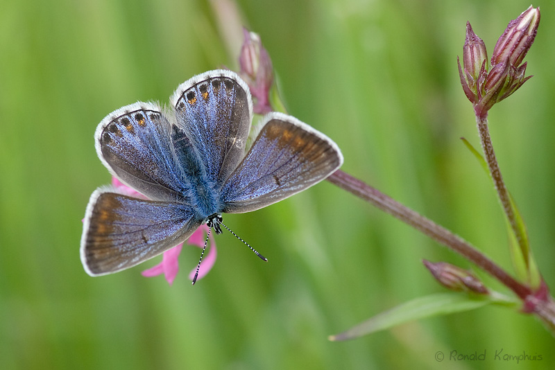 Common Blue - Icarusblauwtje