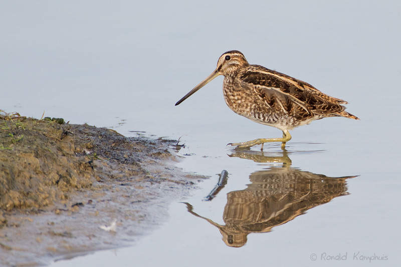 Common snipe - Watersnip