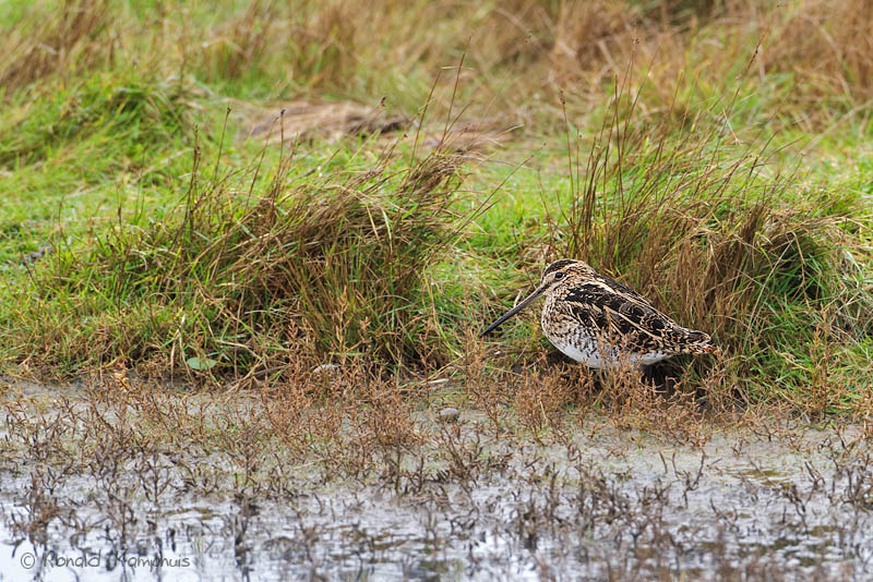 Common snipe - Watersnip