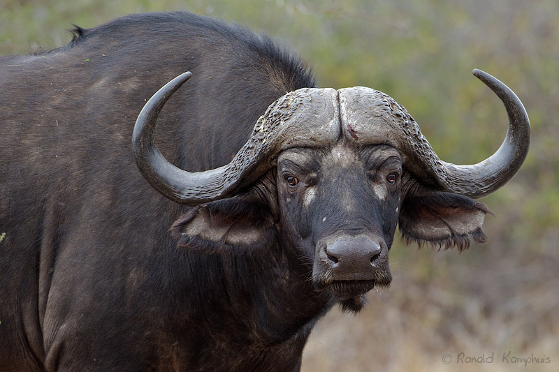 Cape Buffalo - Buffel