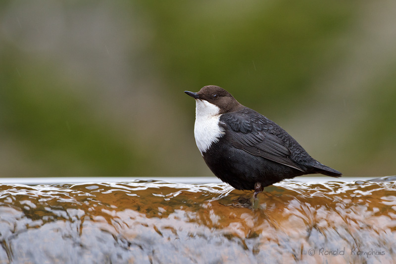 White-throuted Dipper -  Zwartbuikwaterspreeuw