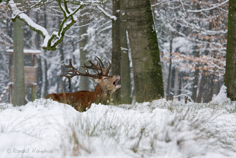 Red deer - Edelhert