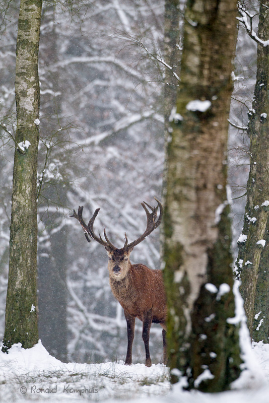 Red deer - Edelhert