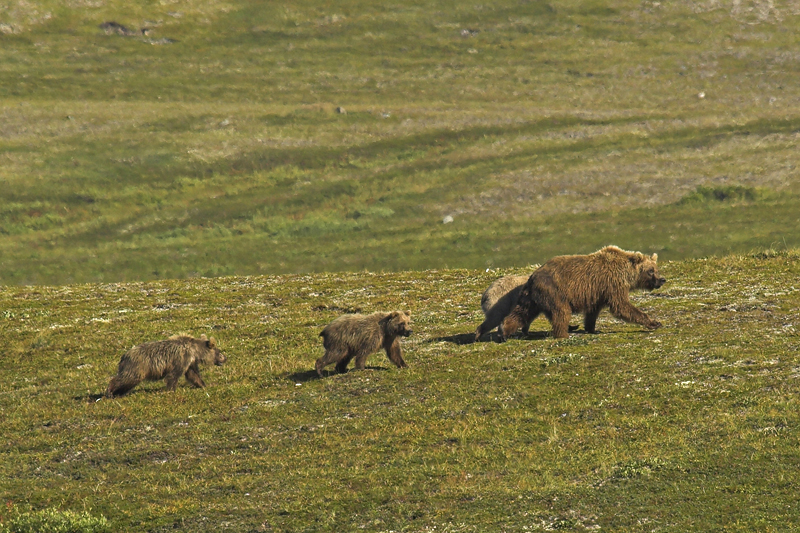 Brown bear with cubs - Bruine beer met jongen
