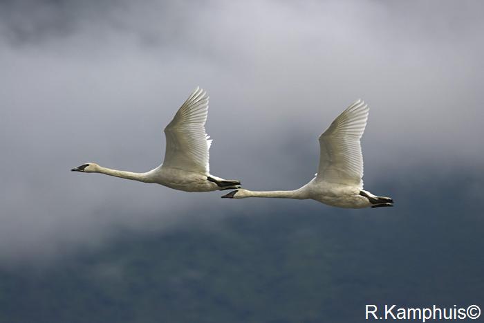 Trumpeter Swans - Trompetzwanen