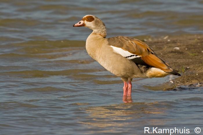 Egyptian goose  -  Nijlgans