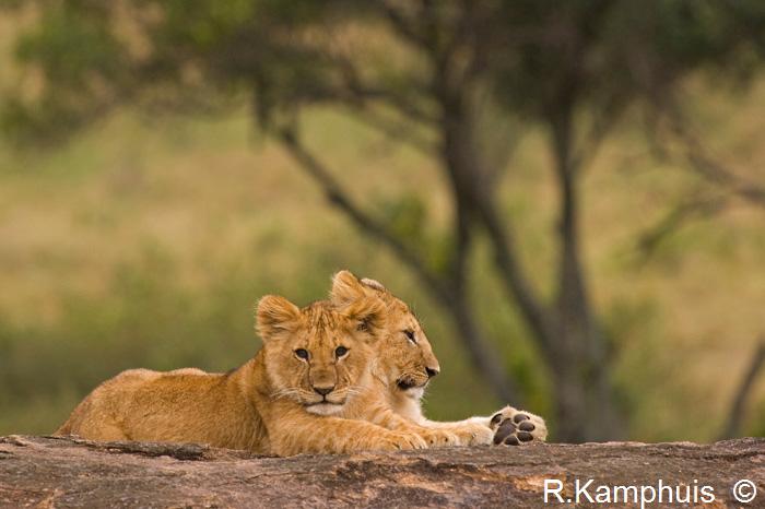 Lion cubs - Leeuwen welpen