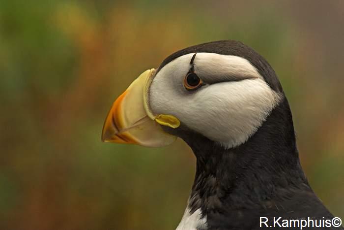Horned Puffin - Gehoornde papegaaiduiker