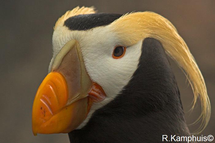 Tufted Puffin - Kuif papegaaiduiker