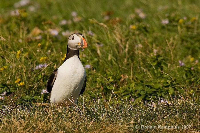 puffin - papegaaiduiker