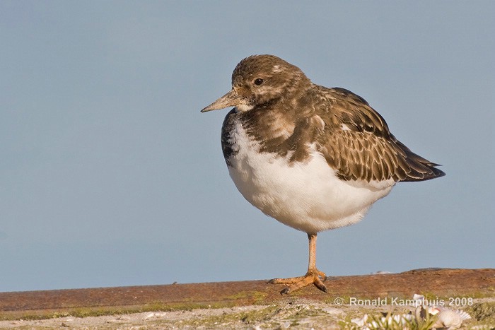 Turnstone - Steenloper