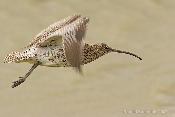Curlew - Wulp