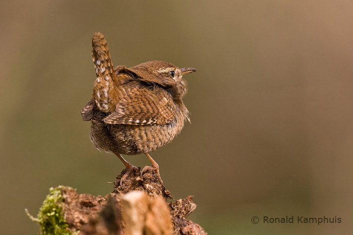 Wren - Winterkoning