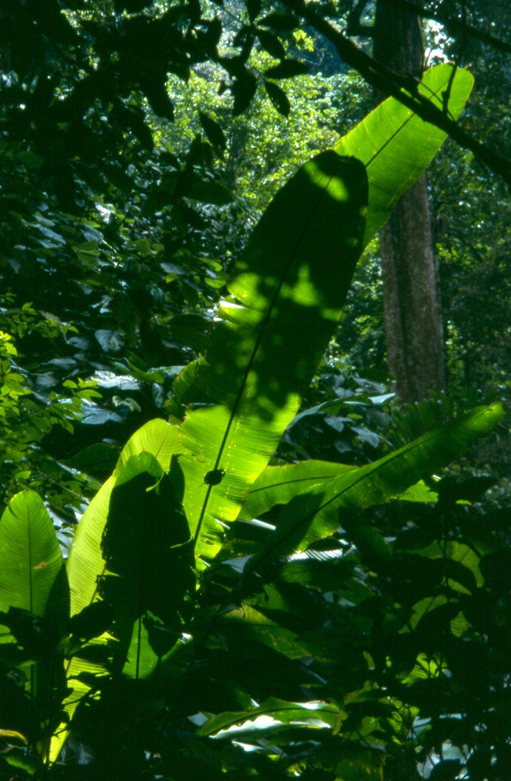 Jungle, Venezuela