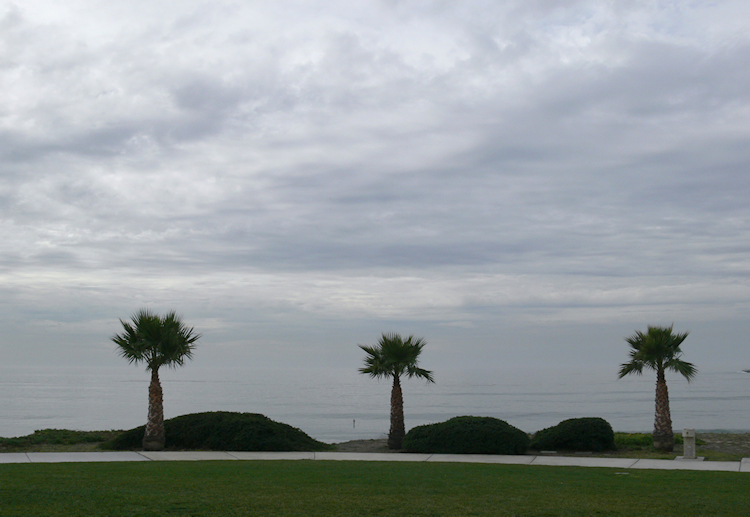 Cambria Trees - Raw.jpg