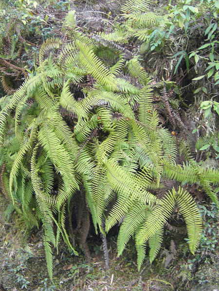 Ferns, upper Lingmethang Road, Bhutan