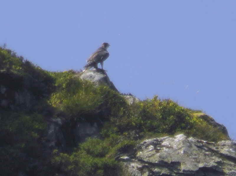 Peregrine, Angus