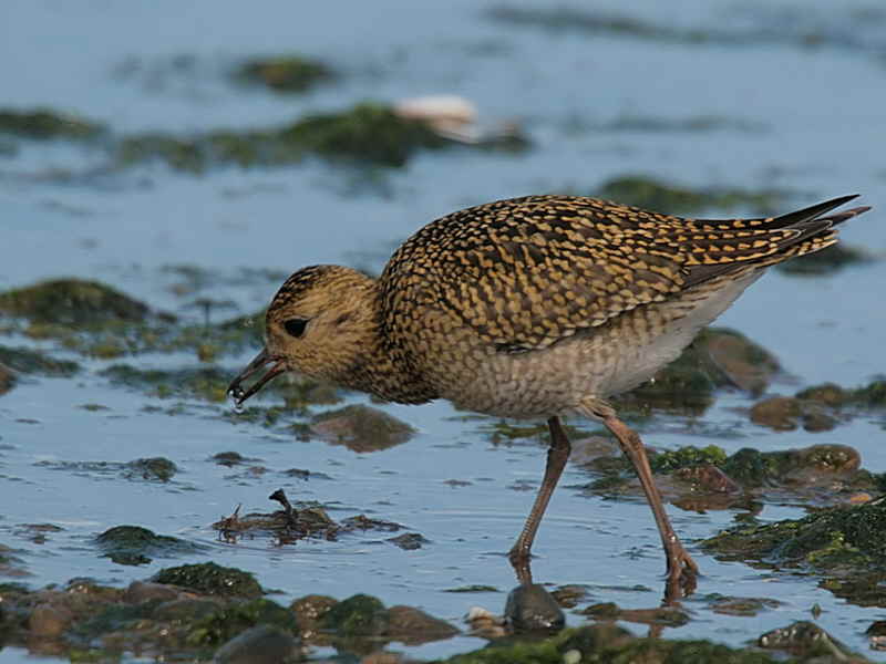 Golden Plover, Turnberry Beach, Ayrshire