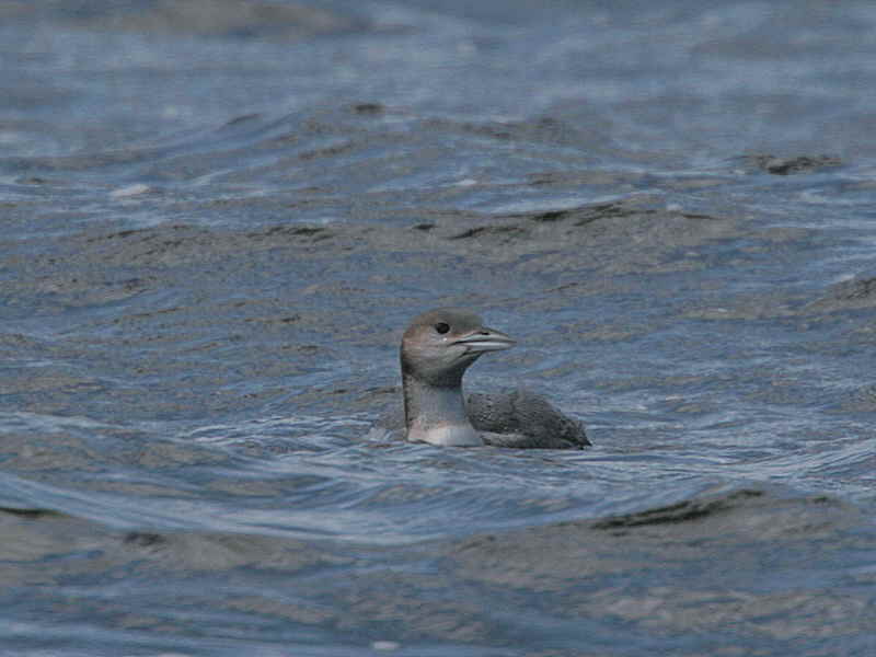 Black-throated Diver, Gourock, Clyde