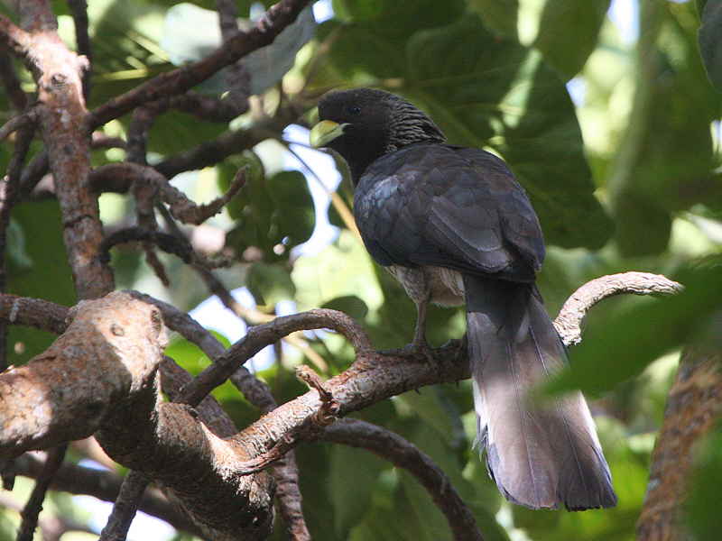 Eastern Grey Plantain-eater, Bahir Dar