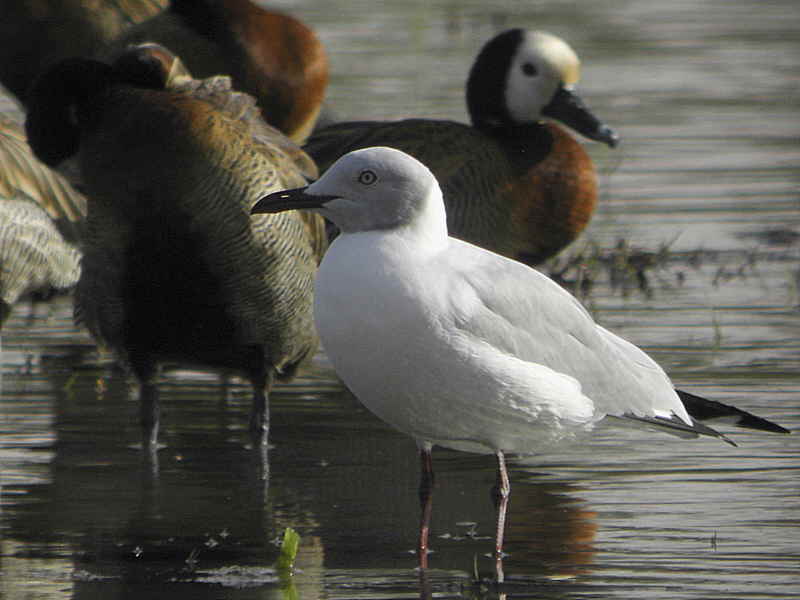 Grey-headed Gull, Lake Ziway fish jetty