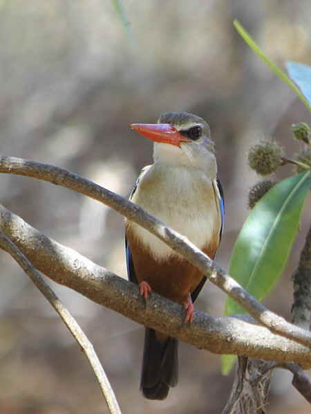 Grey-headed Kingfisher, Harenna Forest Bale Mountains NP